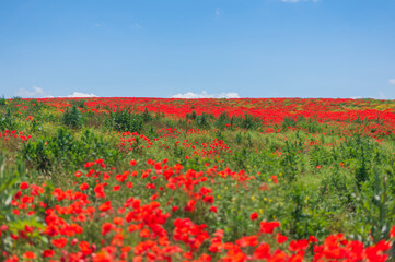 The southern sun illuminates the fields of red garden poppies. The concept of rural tourism. Poppy fields