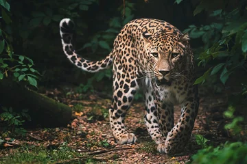 Tuinposter Luipaard persian leopard in the forest