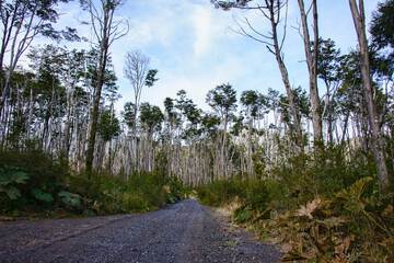 Lenga (southern beech) forest, Pumalin National Park, Patagonia, Region de los Lagos, Chile