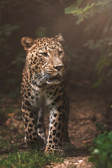 portrait of a persian  leopard