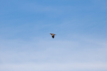 wild pigeon flying free and fast isolated by blue sky with some sparse clouds. Torcaz pigeon, pomba carij&oacute; 