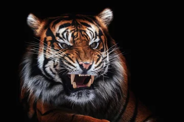  sumatran tiger portrait © Sangur