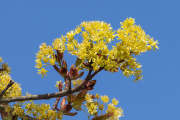 Blüten des Spitzahorns (Acer platanoides) vor blauem Himmel.