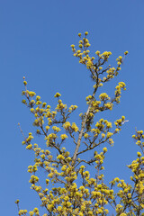 Ast mit Blüten des Spitzahorns (Acer platanoides) vor blauem Himmel.