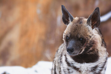 hyena detail portrait