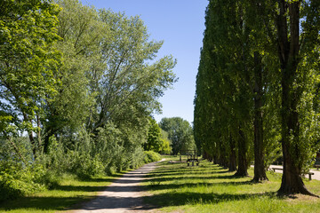 Parklandschaft mit Fußweg und Pappeln