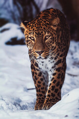persian leopard portrait