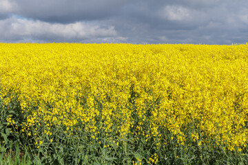 Obraz premium Rapsfeld mit dunklen Wolken im Mai