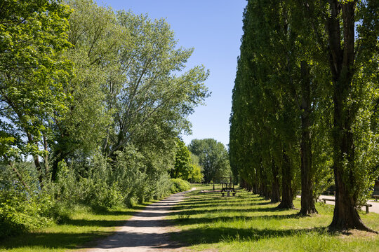 Parklandschaft mit Fu&szlig;weg und Pappeln