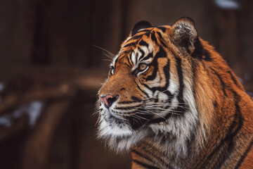 portrait of a sumatran tiger