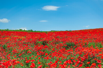 The southern sun illuminates the fields of red garden poppies. The concept of rural tourism. Poppy fields