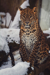 ceylon leopard in the zoo