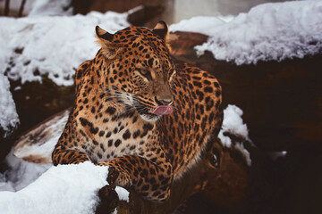 ceylon leopard in snow