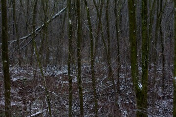 Winter Forest 01