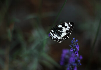 A butterfly sitting on a lavender flower surrounded by a blurry background of blooming lavender