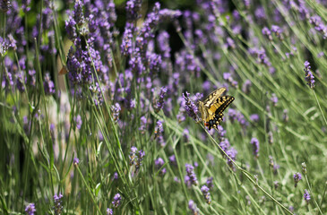 A butterfly sitting on a lavender flower surrounded by a blurry background of blooming lavender