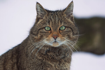 European wild cat portrait
