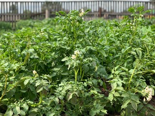 Potato leaves, young potatoes. Vegetable garden in the village with potatoes. Farm.