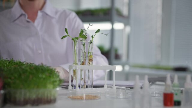 laboratory of genetic modification, female laboratory assistant examines young sprouts of micro green in flask and drips reagent for studying reaction while sitting at table backdrop of shelves in