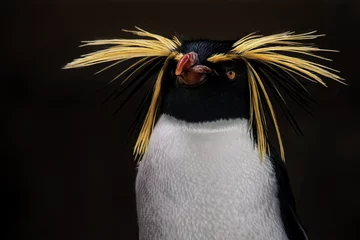 Rolgordijnen Penguin portrait © Sangur