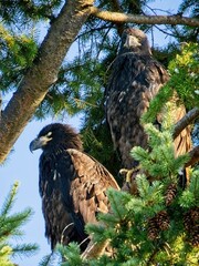 Two Juvenile Bald Eagles perched in the tree