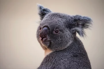 Foto op Aluminium koala in a tree © Sangur