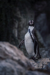 Fototapeta premium penguin on the rocks