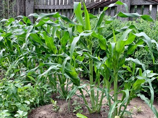 Green rows with young corn. Growing corn.