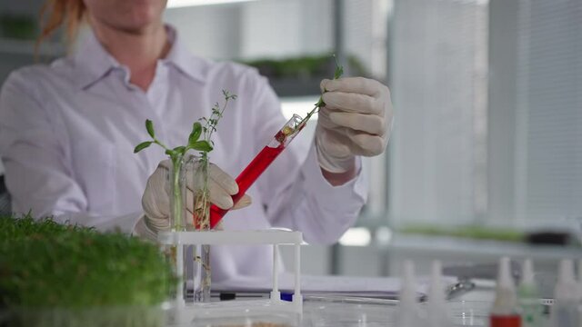organic micro greens, female scientist examines young sprouts of micro green in flask and drips reagent for studying reaction while sitting in bio laboratory
