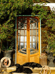 The front porch of a rustic country house, two resting dogs, double wooden and glass door,,...