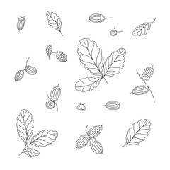 A set of oak branches with leaves and acorns, black outline, orange and yellow strokes on a white background. Vector. Hand-drawn illustration.