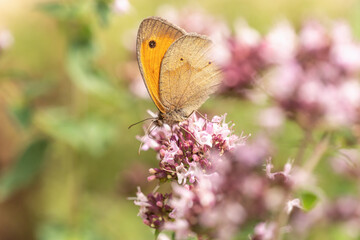 Close-up of a Maniola jurtina on a wildflower