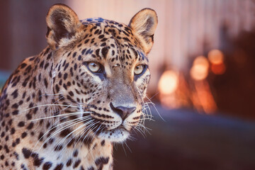 Portrait ceylon leopard