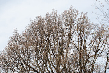 Bare tree branches on a dull blue gray spring sky background