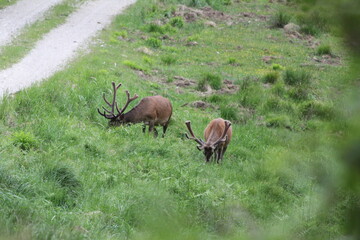 zwei Hirsche bei der futtersuche im Forstenrieder Park
