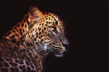Fototapeta na wymiar Portrait ceylon leopard
