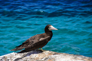 A brown booby perched on the ironshore in Cayman Brac. The bird watches the crystal clear blue...