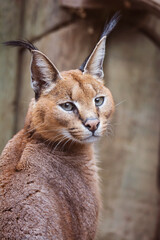 Obraz premium portrait of a caracal