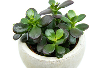 Potted Crassula ovata or Pigmyweeds home plant isolated on white background. This plant is known to be a wealth luck feng-shui symbol. Small crassula ovata. Closeup.