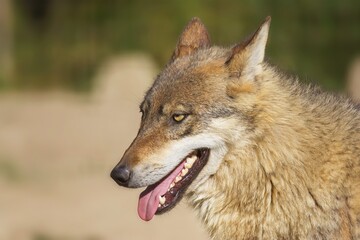 Fototapeta premium gray wolf canis lupus