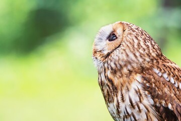 owl on a branch