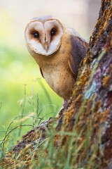 close up of an owl