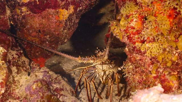 Seascape with Spiny Lobster in coral reef of Caribbean Sea, Curacao