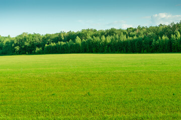 Light green field and forest.
