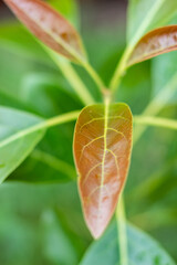 Hojas recién nacidas de planta de aguacate