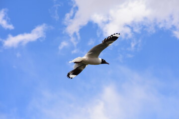 Seagull Flying over the Sky in Cordillera de Los Andes, Mendoza, Argentina, South America
