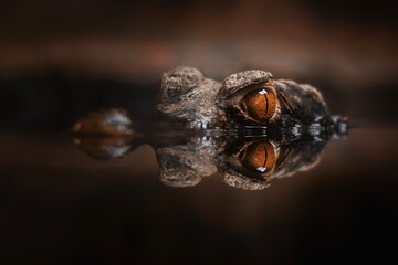 close up of a dwarf crocodile