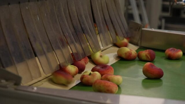 Peach on production line of a factory.  Industrial processing line in fuit plant
