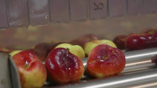 Peach on production line of a factory.  Industrial processing line in fuit plant