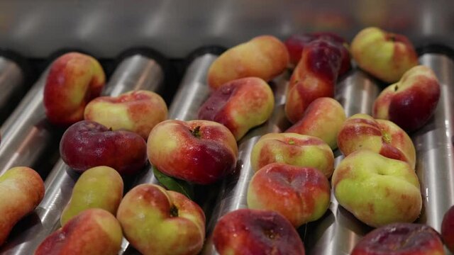 Peach on production line of a factory.  Industrial processing line in fuit plant